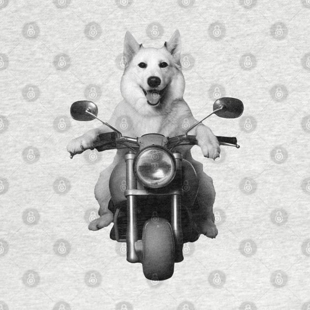 Biker Dog on Motorcycle by Teravitha